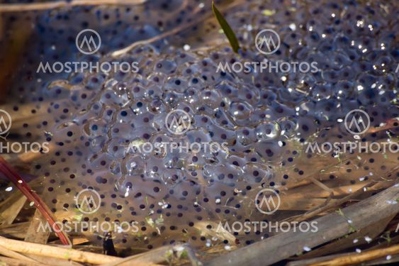 Frog eggs