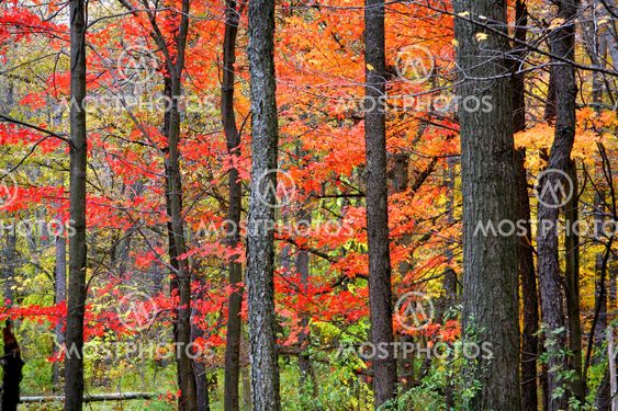 Autumn Trees