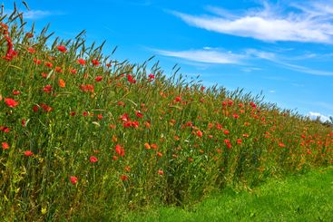 Field, flowers and poppies in nature outdoor for...