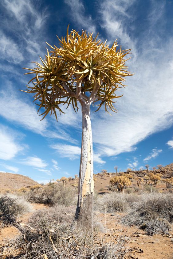Quiver Tree in South African landscape