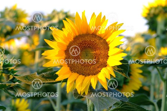 Sonnenblume | sunflowers