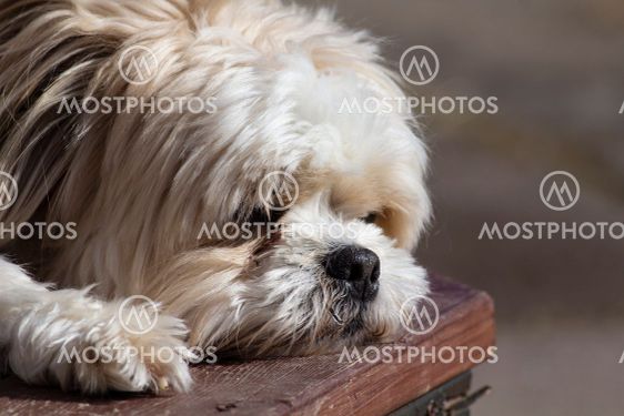 Hund vilar
