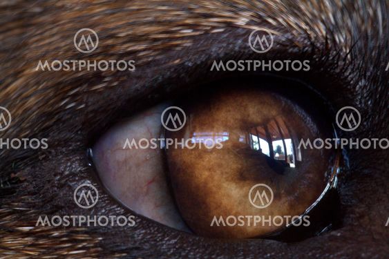 window in my eye