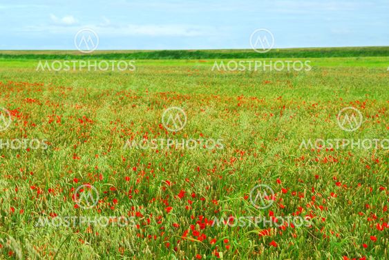 Poppy field
