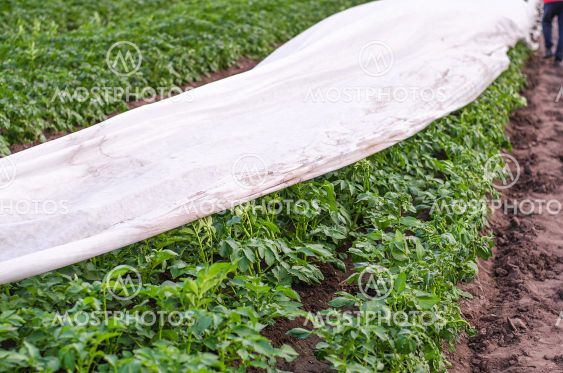 Partially covered potato plantation row with spunbond...