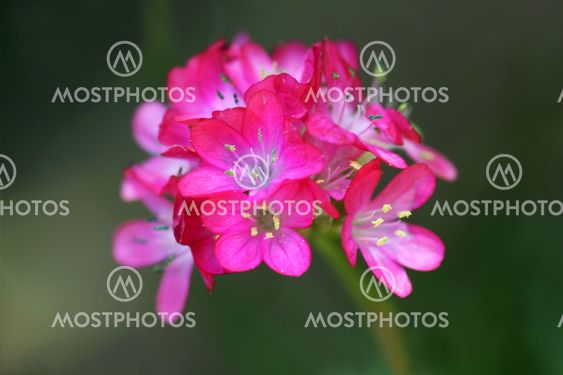 Primula flower