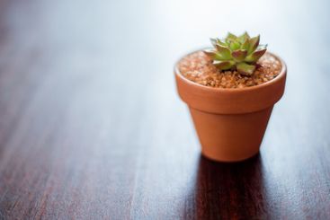 Table, mockup space and pot plant in home for...