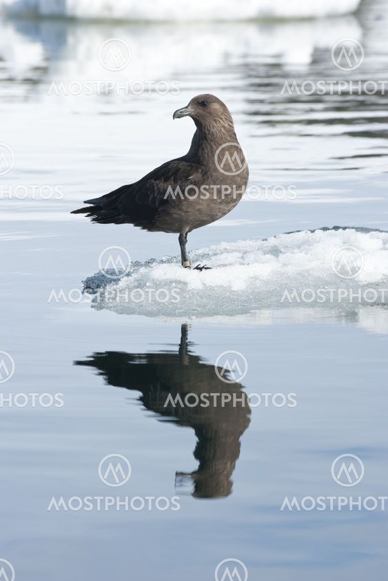 South polar skuas on an ice floe.