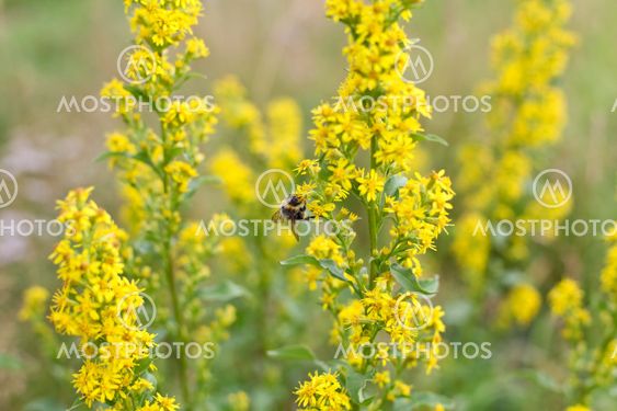 Closeup of bumblebee on a yellow flower in autumn