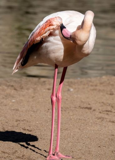 Pink flamingo cleaning its feathers on a sunny day
