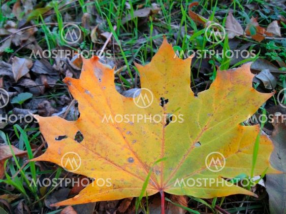 Yellow fallen leaf and green grass on the autumn forest ground