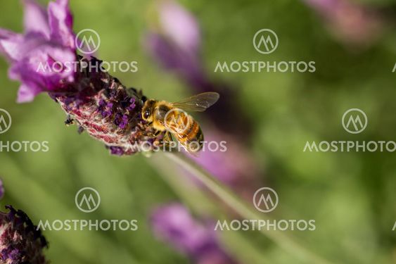 Honey Bee, Apis melifera