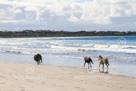 Dogs run on sandy beach chase each other