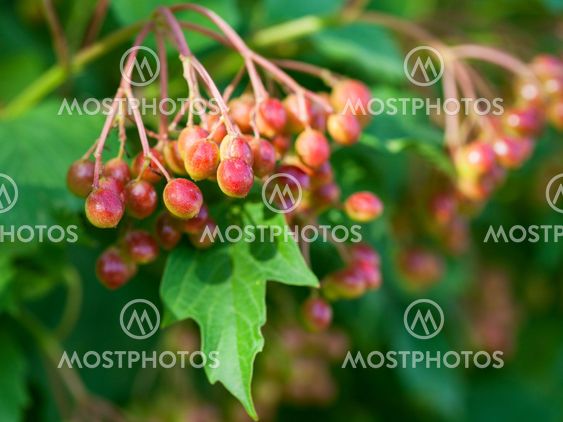 red fruits of Viburnum on green shrub in summer