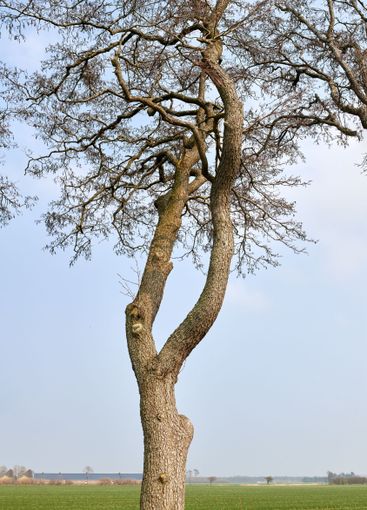Nature, grass and tree in field outdoor for spring...