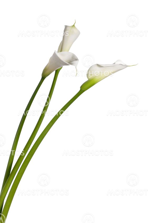 three calla lilies