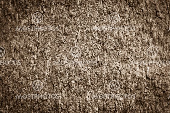 Texture shot of brown tree bark
