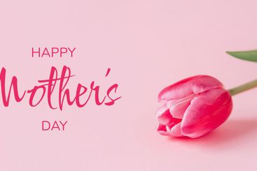 One tulip flower on a pink background.