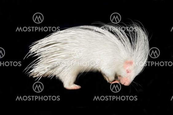 albino porcupine isolated