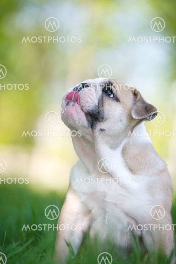 Cute english bulldog puppy outdoors