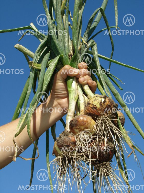 hand with onions