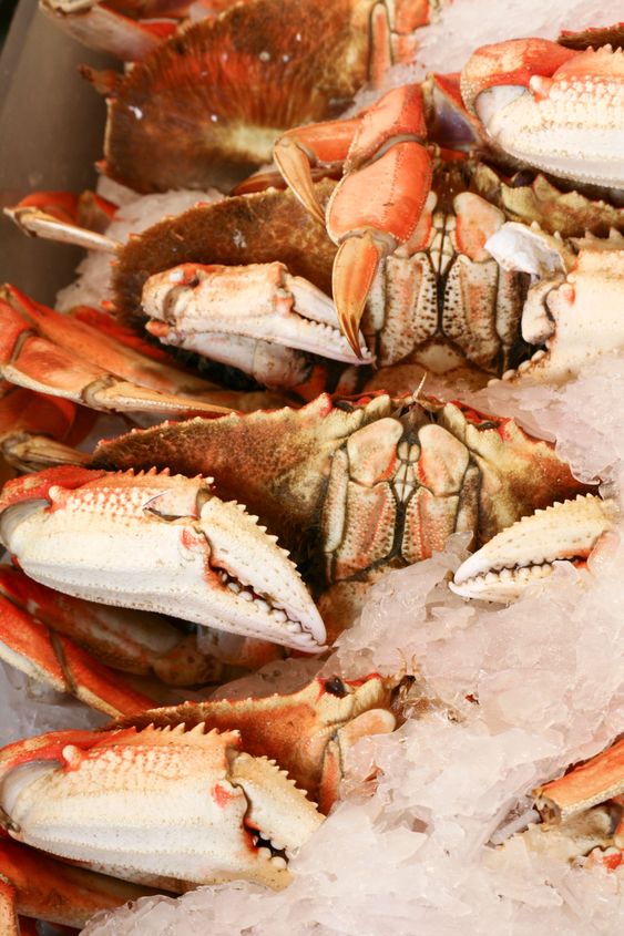 Row of crabs