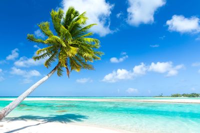 tropical beach with palm tree in french polynesia