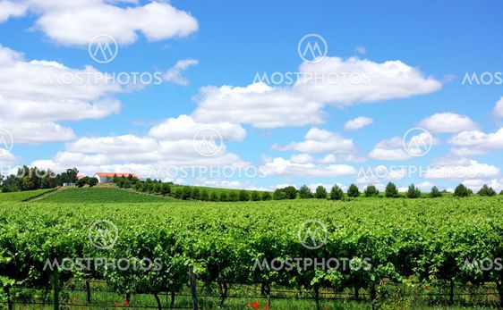 Landscape of portuguese vineyard.