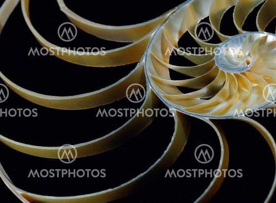 Nautilus Shell