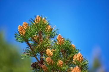 Nature, cone and pine tree with growth in spring season,...