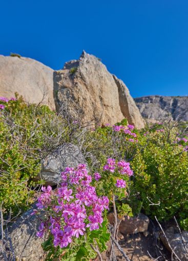 Flowers, rocks and environment with nature, plants and...