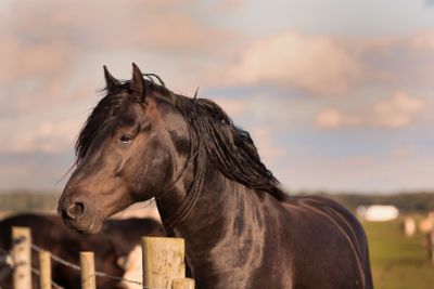 Horses at Revinge Skane Sweden