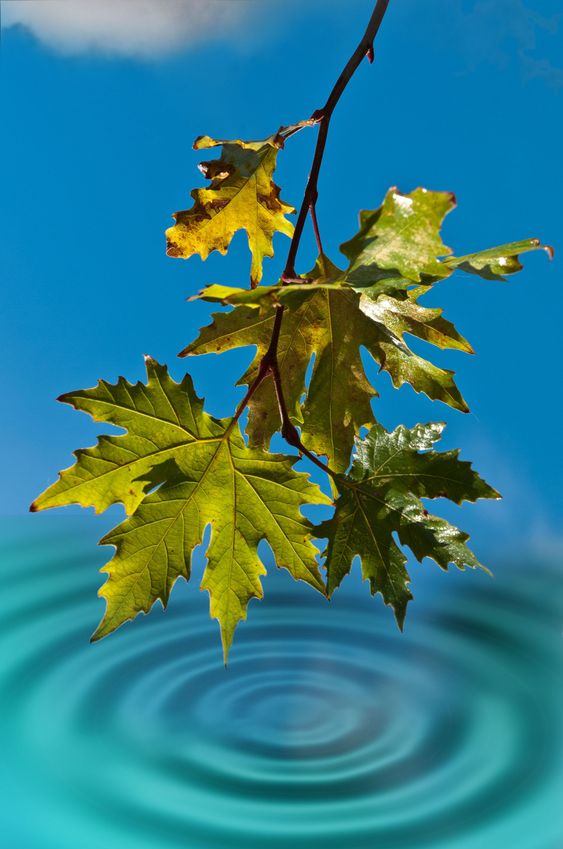 Wet leaves