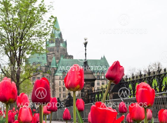 Tulips on Wellington