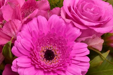 Daisy, garden and rose with closeup of flower for...
