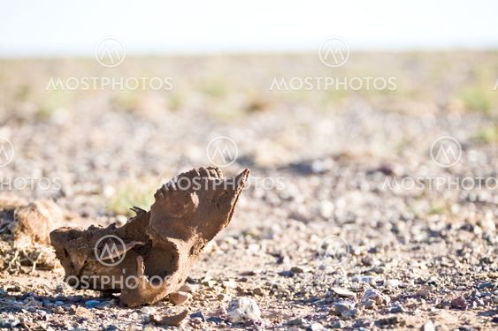 Desert skull