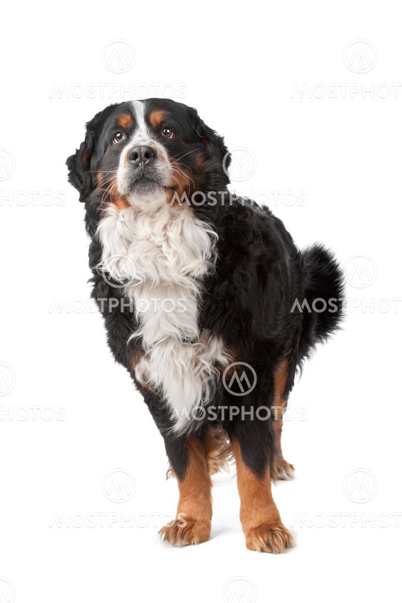 Bernese Mountain Dog