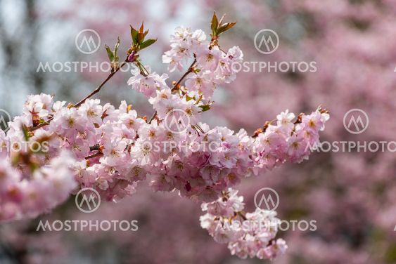 Cherry blossom in a park.