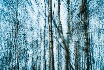 Abstract tree in moody forest