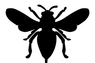 Bug silhouette isolated on white background.