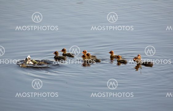 Waterhen Babies