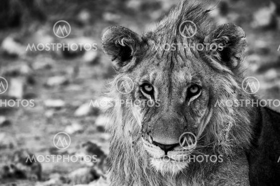 lion close-up art etosha national park namibia africa black and white