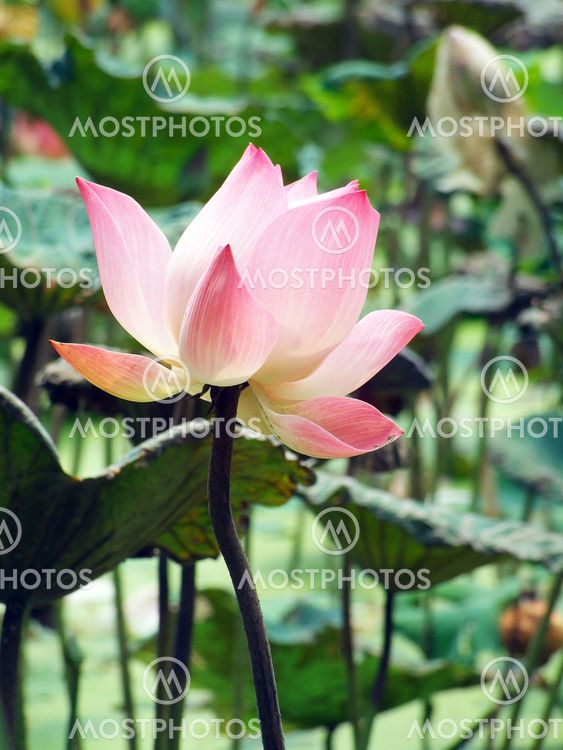 A blooming lotus flower