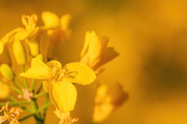 Closeup macro shot of beautiful yellow canola flower in...