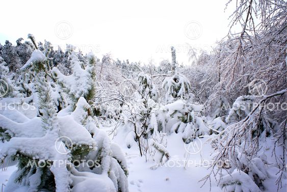 Winter Forest.