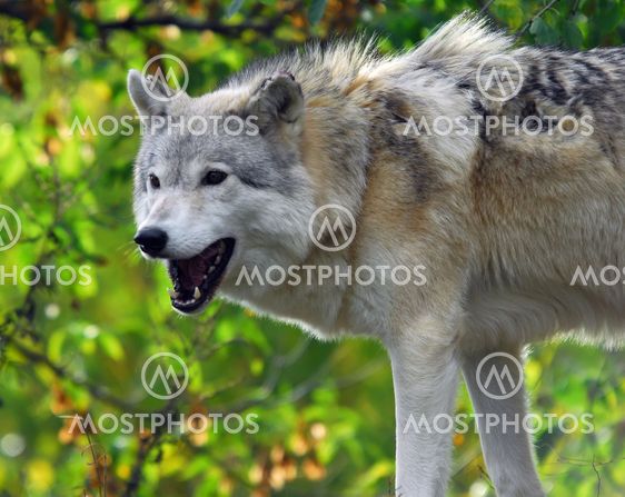 Gray Wolf