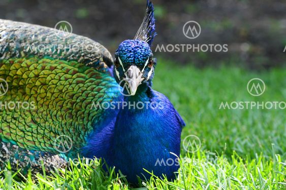 Peacock in the grass
