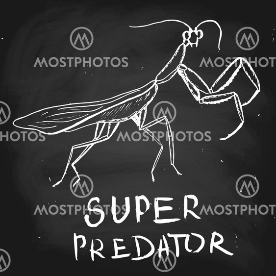 Mantis, hand-drawn illustration, chalk on blackboard,...