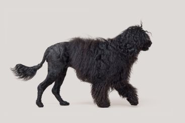 Beautiful Cao de Agua profile view