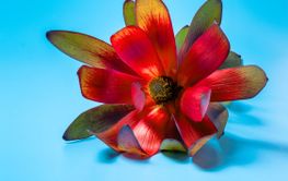 Beautiful branch of red flower on blue background.